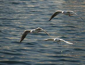 天津海鸥爆料视频,一场惊心动魄的幕后故事  第3张 天津海鸥爆料视频,一场惊心动魄的幕后故事  第3张